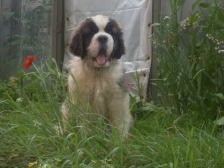 Platby poplatků za psa