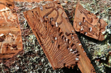 Kůrovec ničí naše lesy