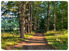 Odborné ošetření dubové aleje v Lobečku 