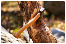 Kácení stromů v blízkosti Dvořákova gymnázia