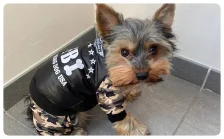 Místní poplatek ze psů a způsoby úhrady