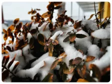 Upozornění na zrušení svozu bioodpadu dne 14.01. 2026