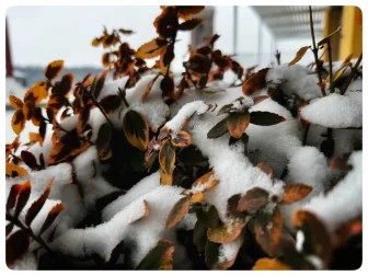 Upozornění na zrušení svozu bioodpadu dne 14.01. 2026